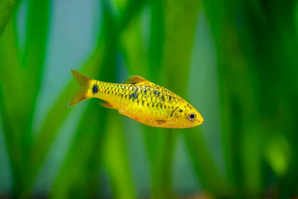 Chinese Barb Puntius Semifasciolatus Swimming Fish Tank Blurred Background — Stock Photo, Image