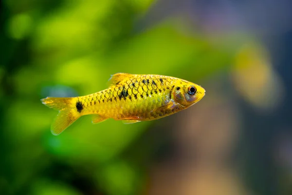 中国梭鱼 Puntius Semifasciolatus 在背景模糊的鱼缸中游泳 — 图库照片