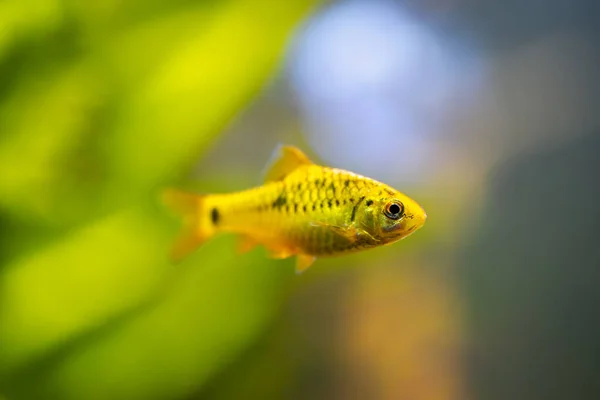 魚の水槽の中で泳いでいる中国のバルブ Puntius Semifasciolatus の選択的焦点 — ストック写真