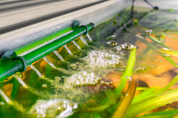 выход аквариумного фильтра тропического пресноводного аквариума с размытым фоном