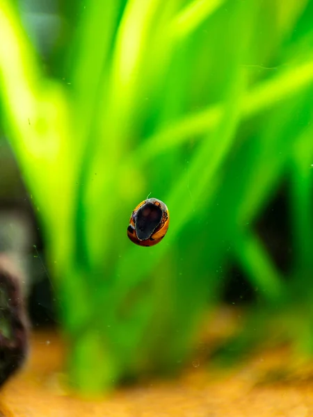 Orange Track Racing Snail Neritina Turrita Eating Algae Fish Tank — Stock Photo, Image