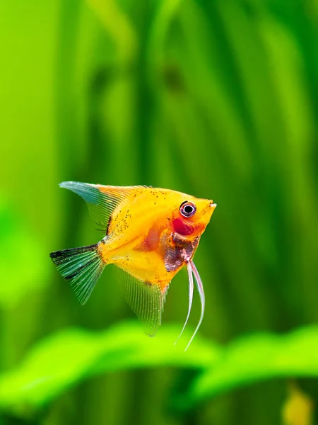 Red Devil Angelfish Tank Fish Blurred Background Pterophyllum Scalare — Stock Photo, Image