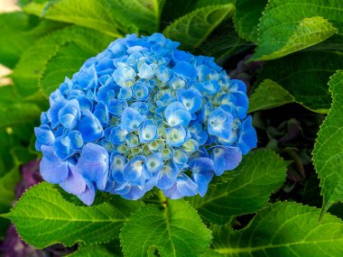 Mavi bir Hydrangea ya da hortensiya çiçeklerinin (Hydrangea Makrophylla) bulanık arkaplanının ayrıntıları