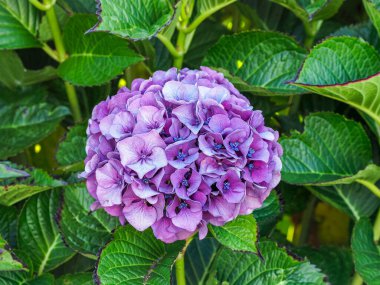 Bulanık arkaplanı olan leylak rengi ortanca çiçekleri (Hydrangea Makrophylla) ayrıntıları