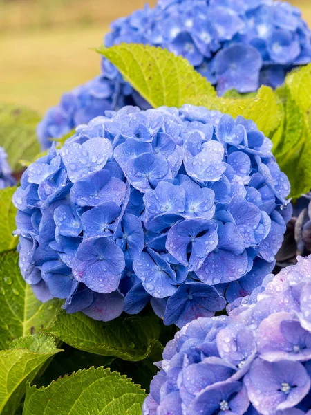 Detaljer Blå Hydrangea Eller Hortensia Blomster Hydrangea Macrophylla Med Uklar – stockfoto
