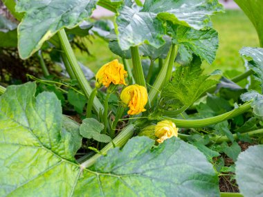 Kabak çiçeklerinin seçici odağı (Cucurbita pepo) bulanık arka planlı ekolojik bir meyve bahçesinde