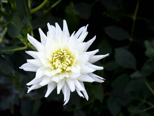 Detail White Cactus Dahlia Flower Garden Blurred Background — Stock Photo, Image