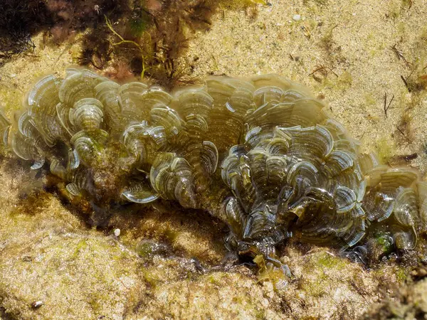 退潮时孔雀尾巴 Padina Pavonica 在岩石上的海藻 — 图库照片