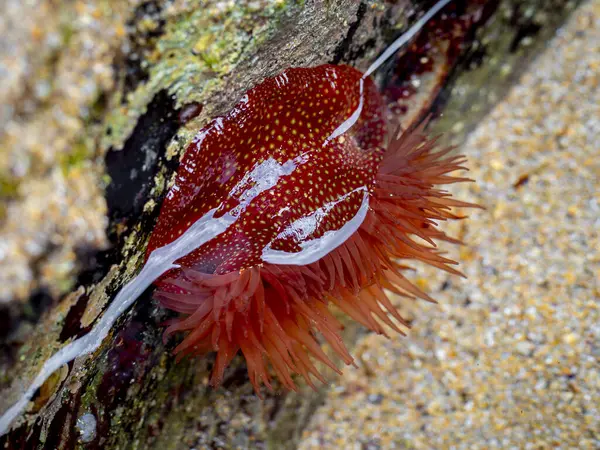 stock image Strawberry anemone (Actinia fragacea) on a rock during low tide