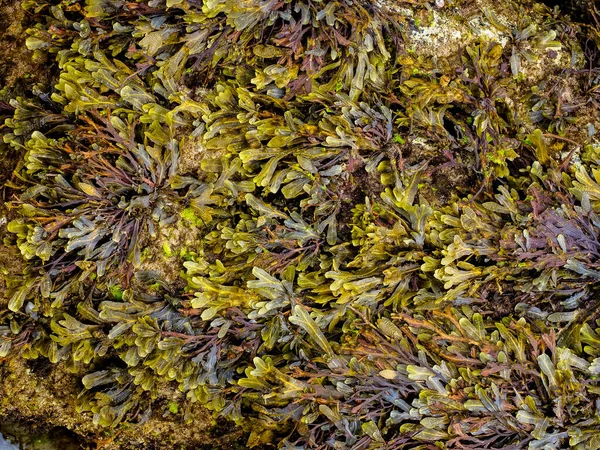Detail Van Bruine Algen Phaeophyceae Uit Cantabrische Zee Galicië Spanje — Stockfoto
