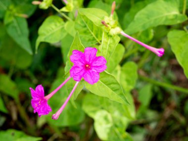 Mirabilis Jalapa 'nın seçici odağı, Peru mucizesi ya da bulanık arkaplanı olan saat dört çiçeği.