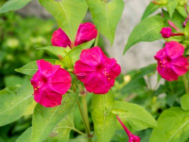 Mirabilis Jalapa 'nın seçici odağı, Peru mucizesi ya da bulanık arkaplanı olan saat dört çiçeği.