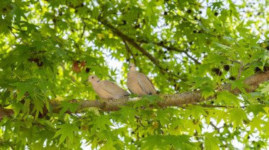 Bir çift avrasya yakalı güvercin (Streptopelia decaocto) bir tatlı sakız dalına tünemiş.