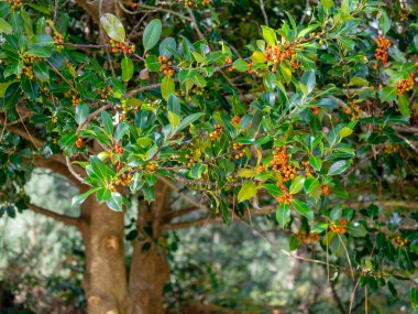 Genel çobanpüsküllü 'Amber' (Ilex aquifolium) yapraklarının ve bulanık arkaplanlarının ayrıntıları