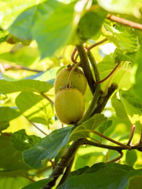 Yeşil kiwimeyvelerin ayrıntıları (Actinidia deliciosa) bulanık arkaplanlı bir kivi sarmaşığına asılı