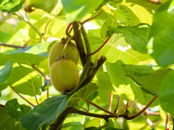 Yeşil kiwimeyvelerin ayrıntıları (Actinidia deliciosa) bulanık arkaplanlı bir kivi sarmaşığına asılı