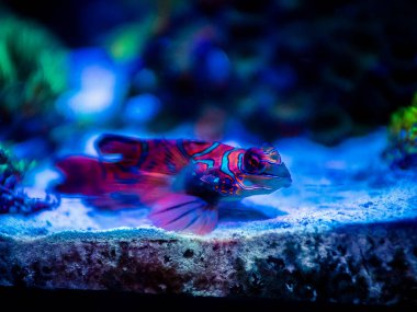 Mandarinfish or Mandarin dragonet (Synchiropus splendidus) isolated on a reef tank with blurred background clipart