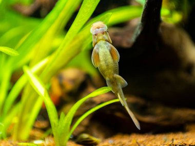 Chinese Algae Eater (Gyrinocheilus aymonieri) eating on the aquarium glass with blurred background
