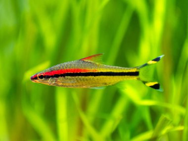 Denison Barb (Sahyadria denisonii) bulanık arka planı olan bir akvaryumda yüzüyor.