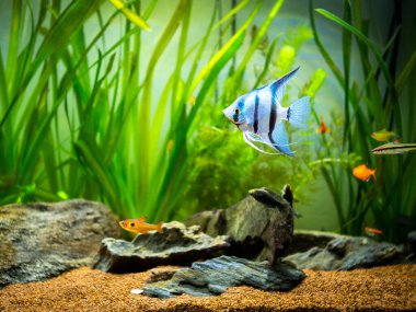 Zebra Melek Balığı (Pterophyllum scalare) bir tropikal akvaryumda