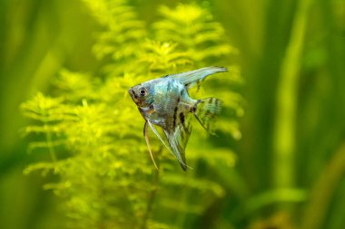 Bulanık bir geçmişi olan akvaryum balığındaki mavi melek balığı (Pterophyllum scalare)