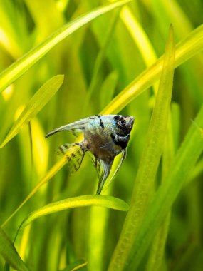 Bulanık bir geçmişi olan akvaryum balığındaki mavi melek balığı (Pterophyllum scalare)