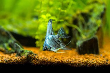 Bulanık bir geçmişi olan akvaryum balığındaki mavi melek balığı (Pterophyllum scalare)