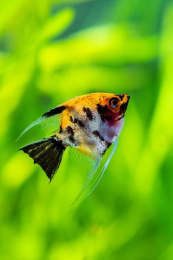 Koi Melek Balığı (Pterophyllum scalare) bulanık arkaplanlı akvaryum balığında yüzer