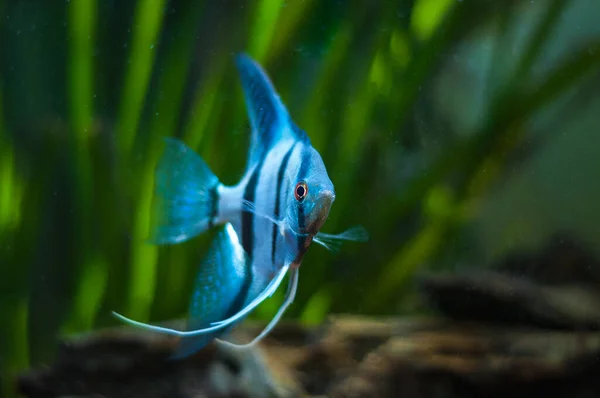 Blue Zebra Angelfish Tank Fish Pterophyllum Scalare — Stock Photo, Image