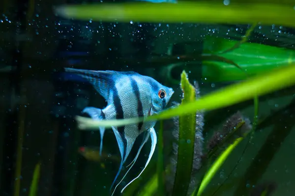 Blue Zebra Angelfish Tank Fish Pterophyllum Scalare — Stock Photo, Image
