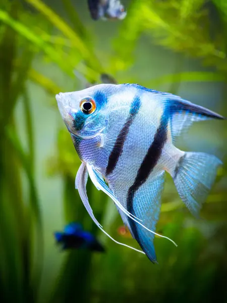 Portrait Zebra Angelfish Tank Fish Blurred Background Pterophyllum Scalare — Stock Photo, Image