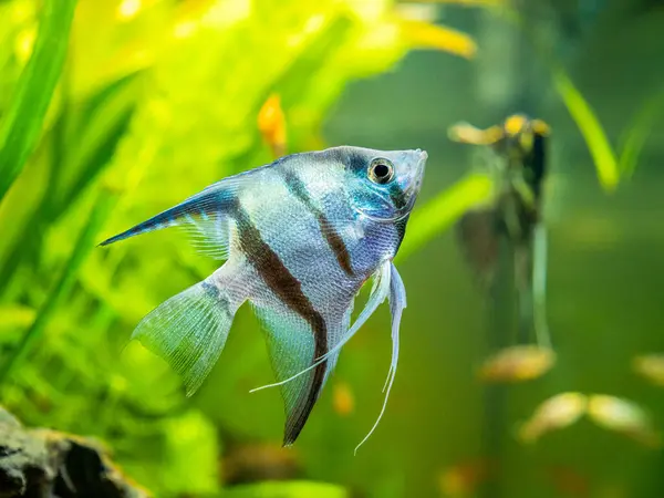 Zebra Angelfish Tank Fish Blurred Background Pterophyllum Scalare — Stock Photo, Image