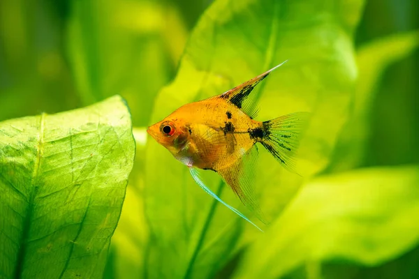 Yellow Angelfish Isolated Tank Fish Blurred Background Pterophyllum Scalare — Stock Photo, Image