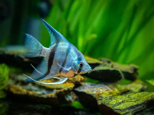 Portrait Zebra Angelfish Tank Fish Blurred Background Pterophyllum Scalare — Stock Photo, Image