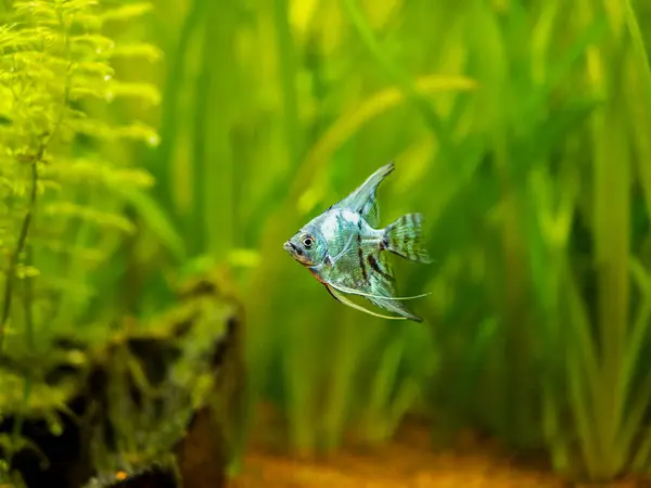 Blue Angelfish Tank Fish Blurred Background Pterophyllum Scalare — Stock Photo, Image