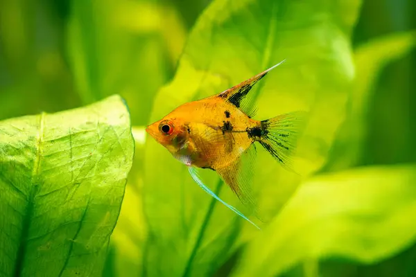 Gelber Skalar Isoliert Einem Aquarium Fisch Mit Verschwommenem Hintergrund Pterophyllum — Stockfoto