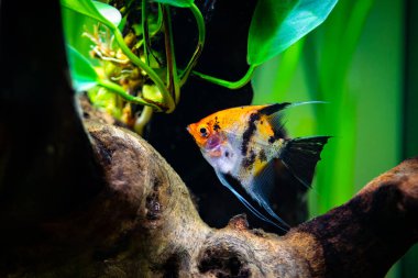 Koi Melek Balığı (Pterophyllum scalare) akvaryum balığının içinde izole edilmiştir.