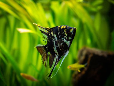 Geçmişi bulanık bir akvaryumdaki siyah ve beyaz melek balığı (Pterophyllum scalare)