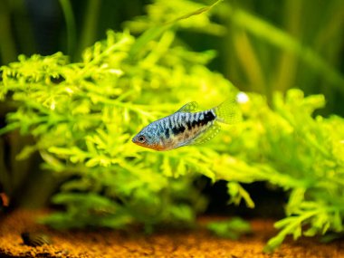 Mavi Gourami balığı (Trichopodus trichopterus) bulanık arka planlı bir akvaryumda izole edilmiş.