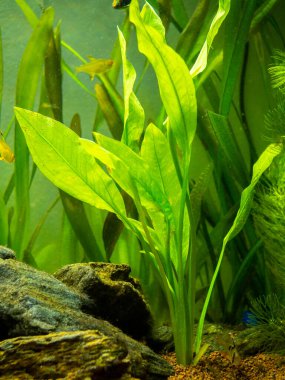 Amazon kılıç fabrikası (Echinodorus amazonicus) bir akvaryum üzerinde