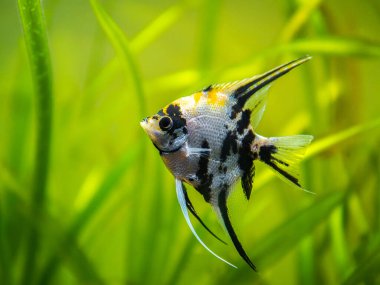 Mermer Melek Balığı (pterophyllum scalare) bulanık arka planlı akvaryum balığının içinde yüzer