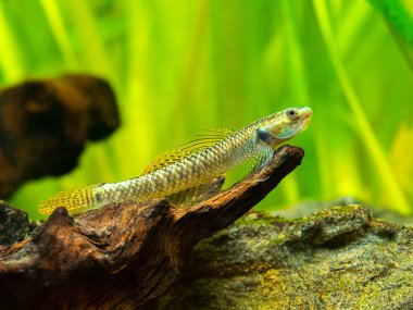 Gökkuşağı Stiphodon Goby (Stiphodon ornatus) bulanık arka planlı bir akvaryumda izole edilmiş.