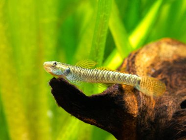 Gökkuşağı Stiphodon Goby (Stiphodon ornatus) bulanık arka planlı bir akvaryumda izole edilmiş.