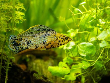 bulanık arka planı olan bir akvaryumda yelken yüzgeci Molly (Poecilia latipinna)