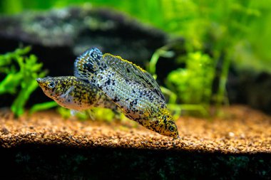 bulanık arka planı olan bir akvaryumda yelken yüzgeci Molly (Poecilia latipinna)