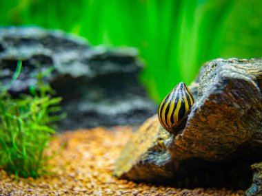 Benekli nerit salyangoz (Neritina natalensis) akvaryumdaki bir kayanın üzerinde yemek yiyor.