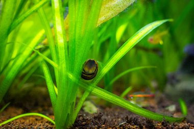 Benekli nerit salyangoz (Neritina natalensis) bulanık arka planlı akvaryum camından yosun yiyor.