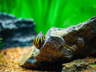 Benekli nerit salyangoz (Neritina natalensis) akvaryumdaki bir kayanın üzerinde yemek yiyor.