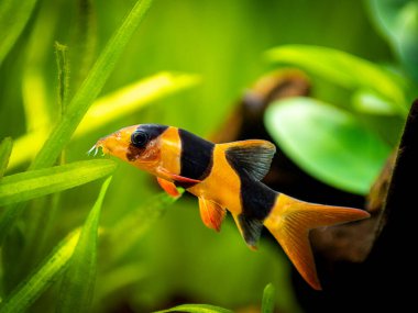 Large clown loach isolated in fish tank (Chromobotia macracanthus) with blurred background clipart