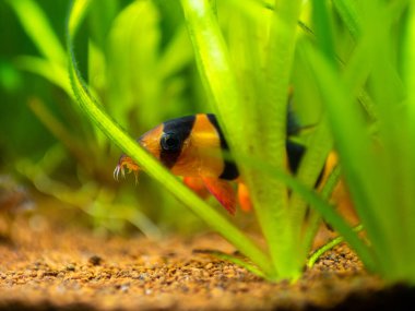 Geniş palyaço loach (Chromobotia macracanthus) bulanık arka planlı bir akvaryumdaki bitkilerin arasına gizlenmiş.